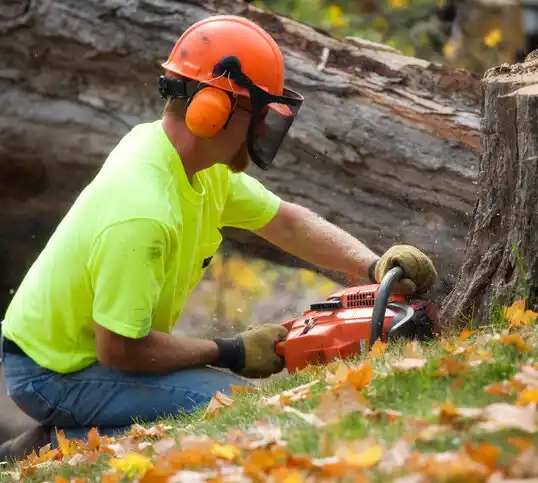 tree services Springport